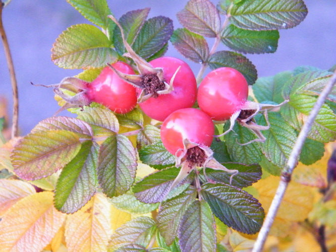 Heckenrose, fruchtend